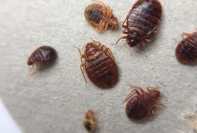 Taking Prompt Action After Spotting Bed Bugs in Your House
