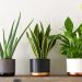 house plants