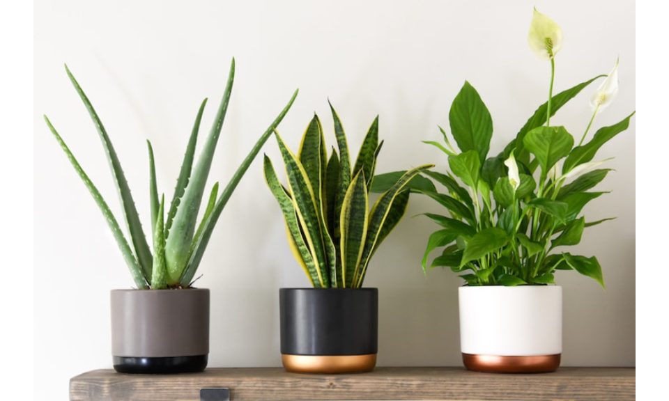 house plants